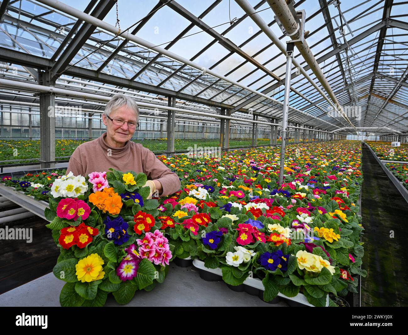 Manschnow, Germany. 23rd Feb, 2024. Heike Meifert, gardener at Fontana Gartenbau GmbH, sorts primroses for sale in a greenhouse. Many thousands of primroses are currently starting to bloom in the nursery's greenhouses in Oderbruch. The spring bloomers are destined for wholesalers in Berlin and Brandenburg. Of course, the colorful flowers are also sold in the company's own branches. Credit: Patrick Pleul/dpa/ZB/dpa/Alamy Live News Stock Photo