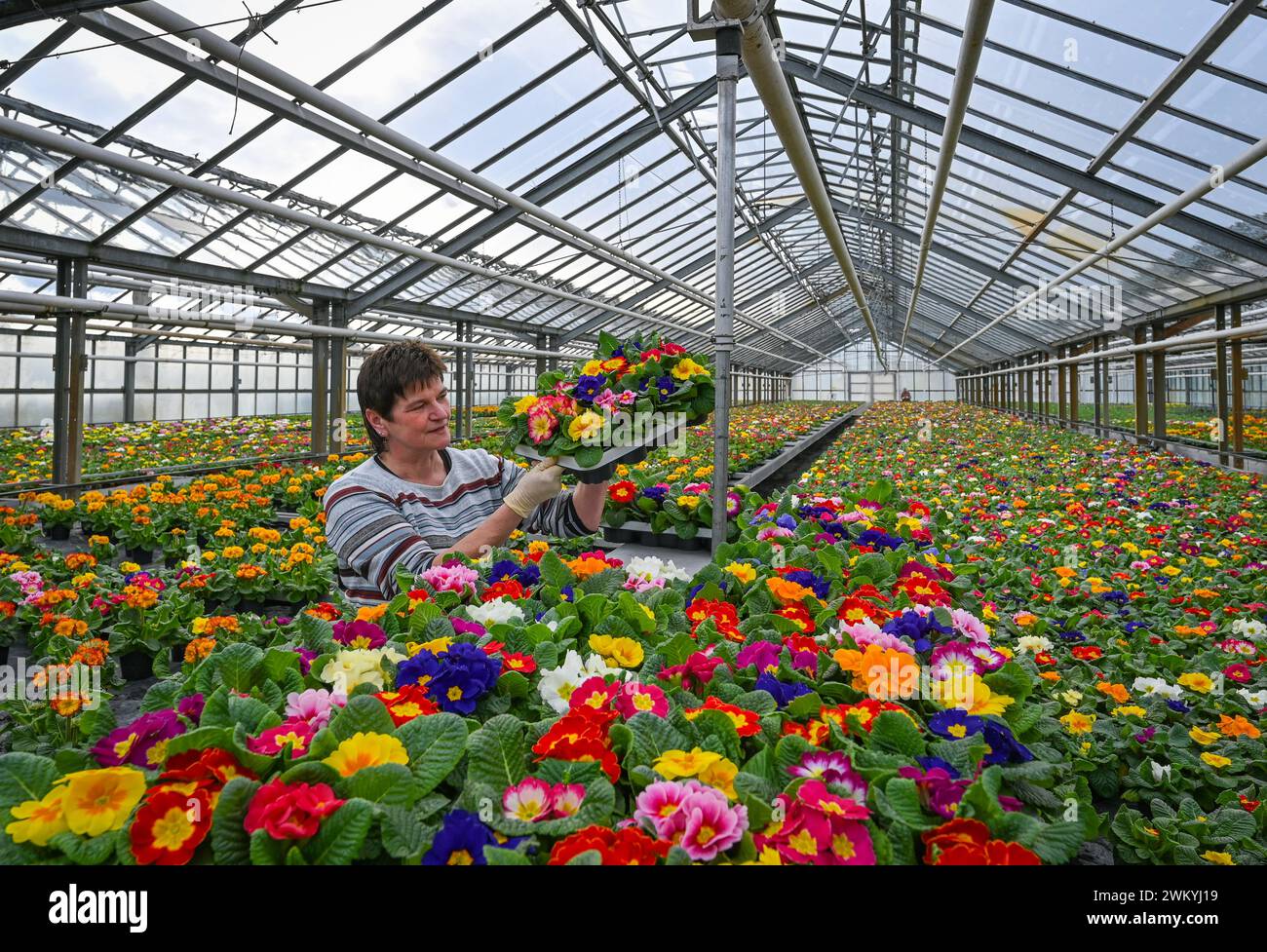 Manschnow, Germany. 23rd Feb, 2024. Gabi Dettke, gardener at Fontana Gartenbau GmbH, sorts primroses for sale in a greenhouse. Many thousands of primroses are currently starting to bloom in the nursery's greenhouses in Oderbruch. The spring bloomers are destined for wholesalers in Berlin and Brandenburg. Of course, the colorful flowers are also sold in the company's own branches. Credit: Patrick Pleul/dpa/ZB/dpa/Alamy Live News Stock Photo