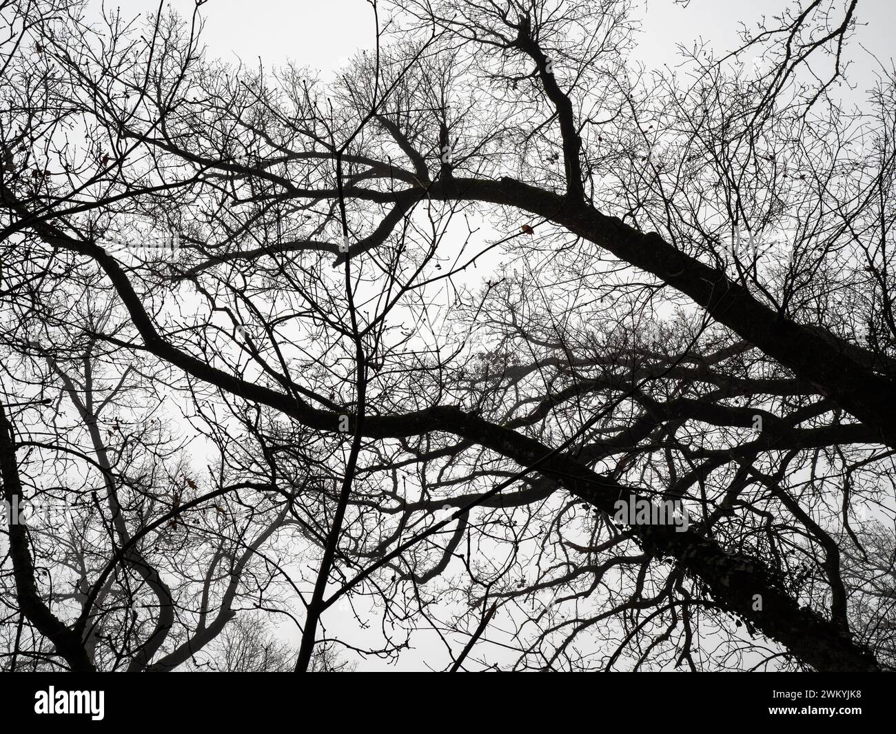View from Below of a Tangle of Dry Branches during the Winter of Tall Trees and the white Sky in the background. Stock Photo