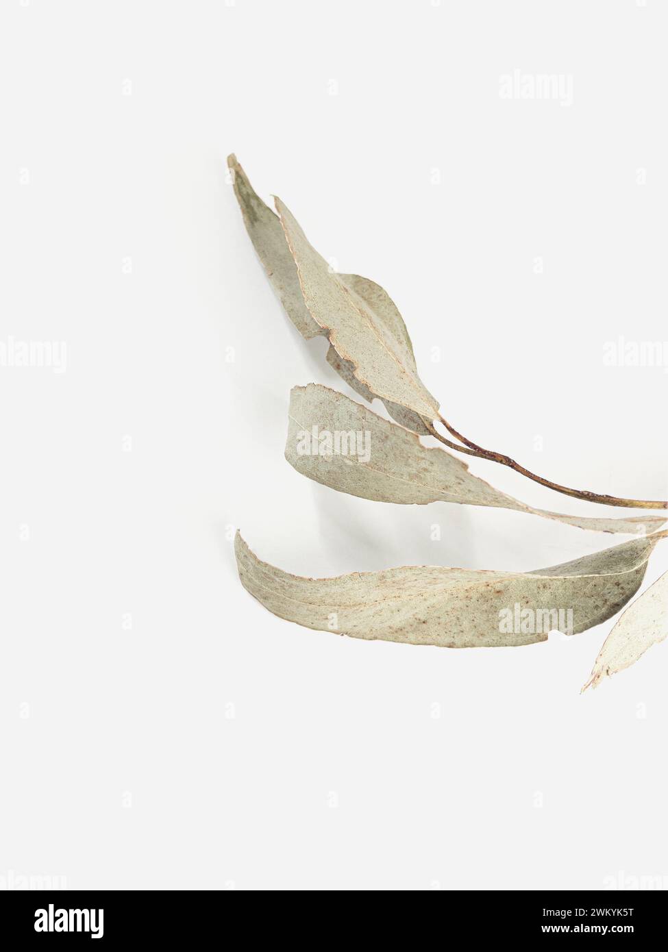 Green eucalyptus leaves floral hi-res stock photography and images - Alamy