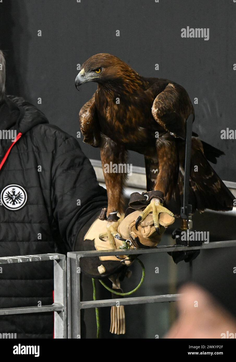 the mascotte of Eintracht Frankfurt , an eagle - adler - arend ...