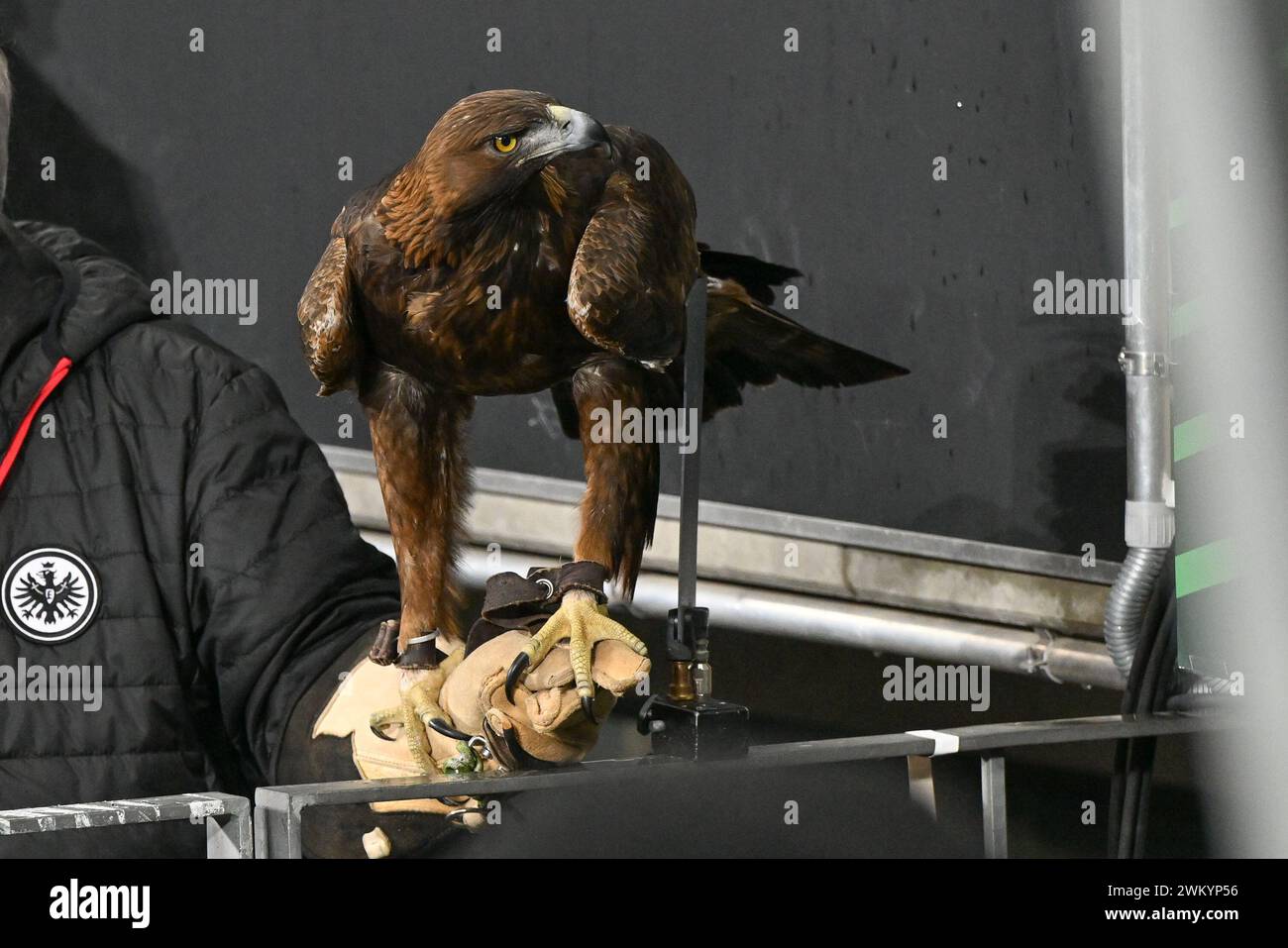 the mascotte of Eintracht Frankfurt , an eagle - adler - arend ...