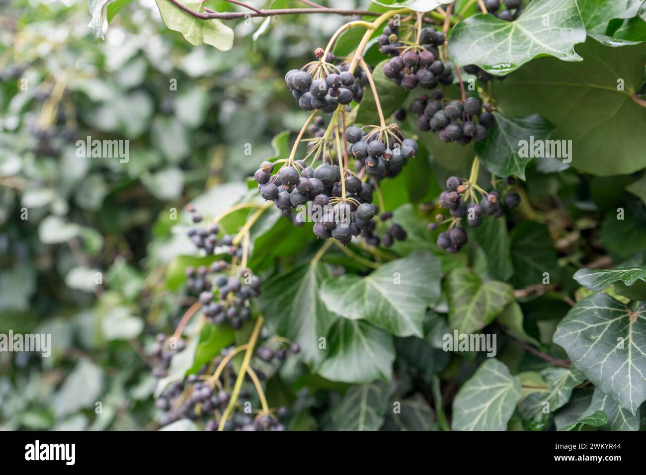 Detail of an ivy plant with berries Stock Photo