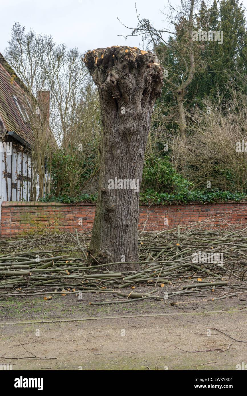 Tree pruning work on a linden tree in front of a wall Stock Photo