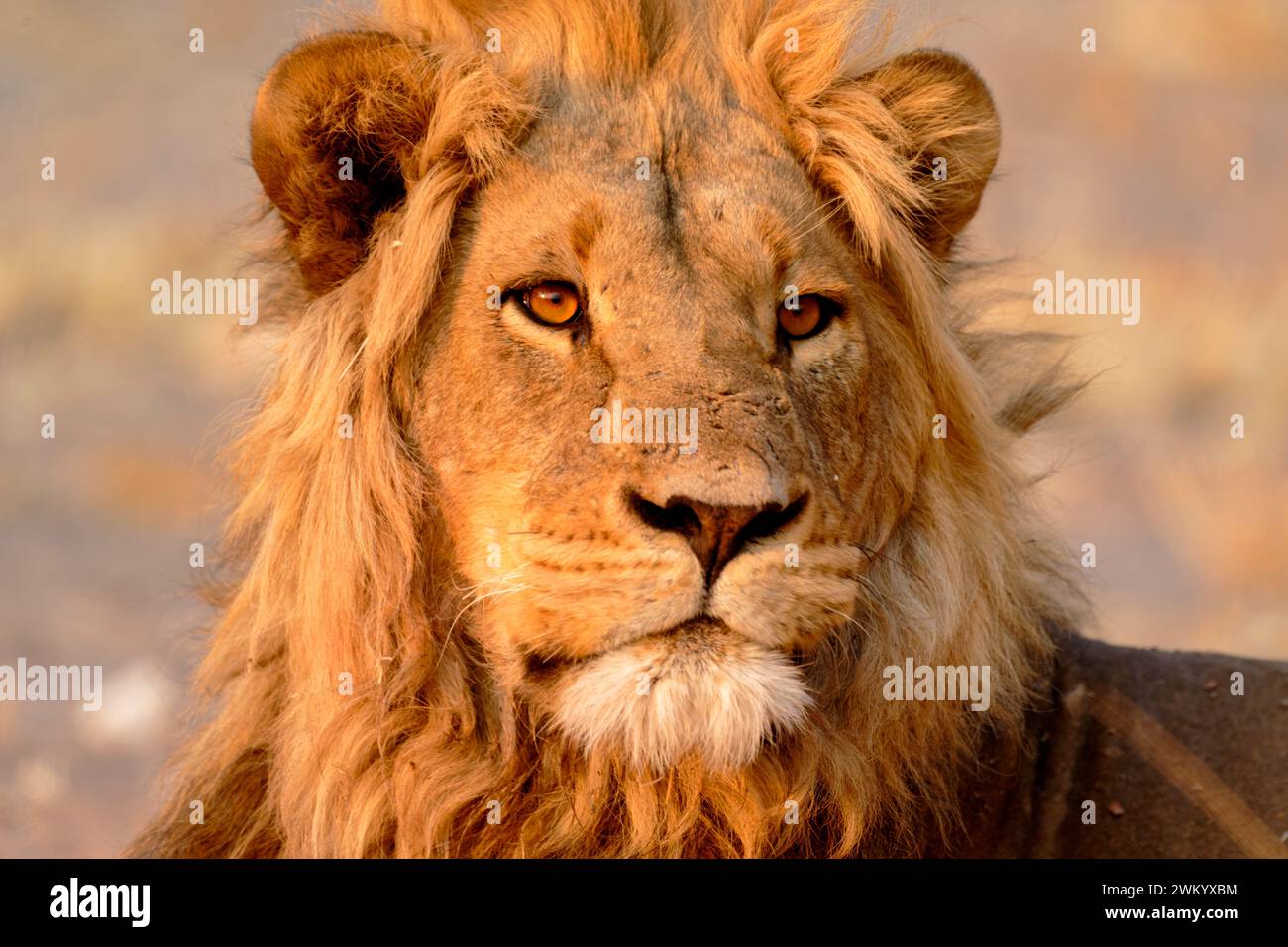 Portrait of a male lion (Panthera leo), Savuti Game Reserve, Botswana ...