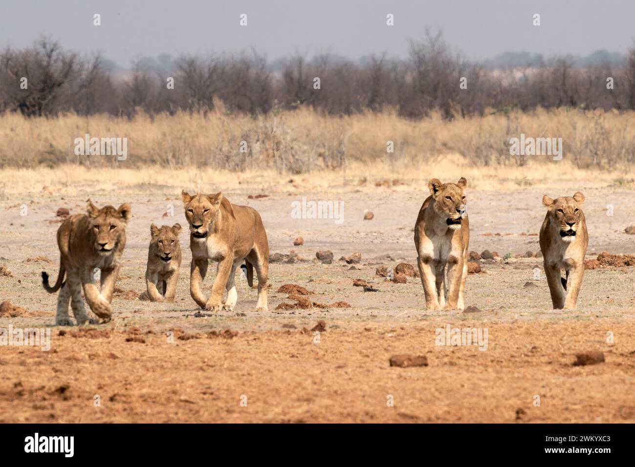 A pride of lions (Panthera leo) in the Savuti savannah of Botswana in ...