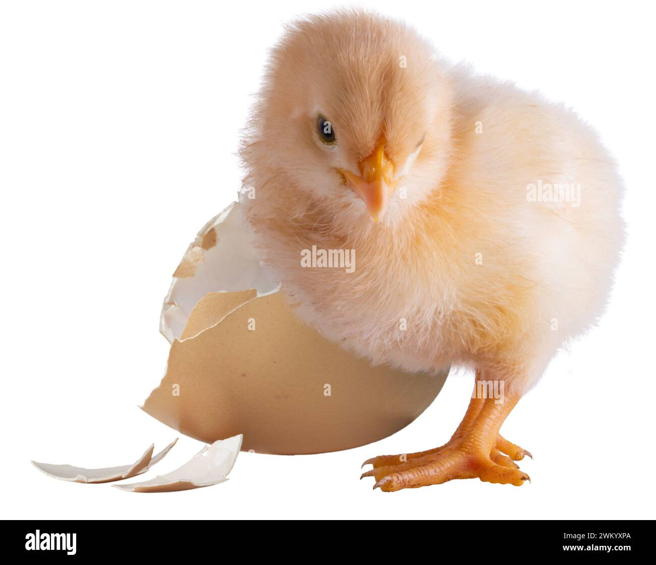 Real buff Orpington chicken chick standing next to a broken egg on an ...