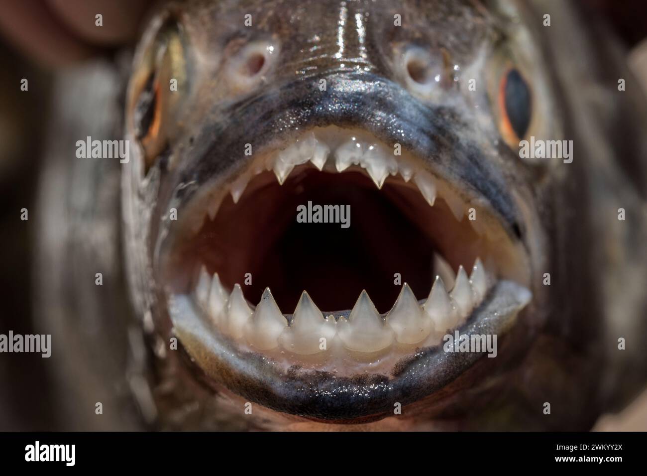 detail-of-the-teeth-of-a-red-bellied-piranha-pygocentrus-nattereri