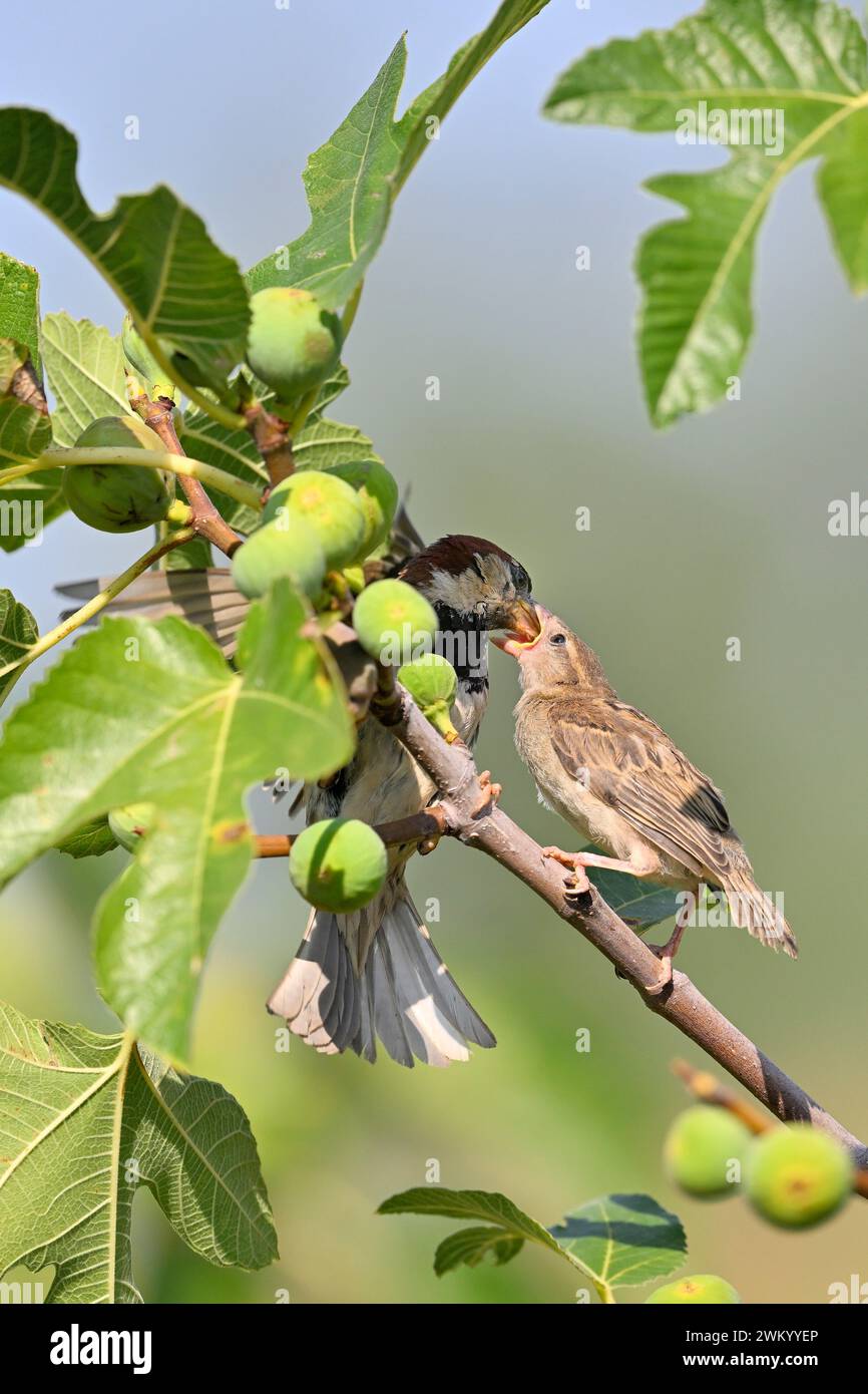 House sparrow (Passer domesticus) feeding a young bird, France Stock
