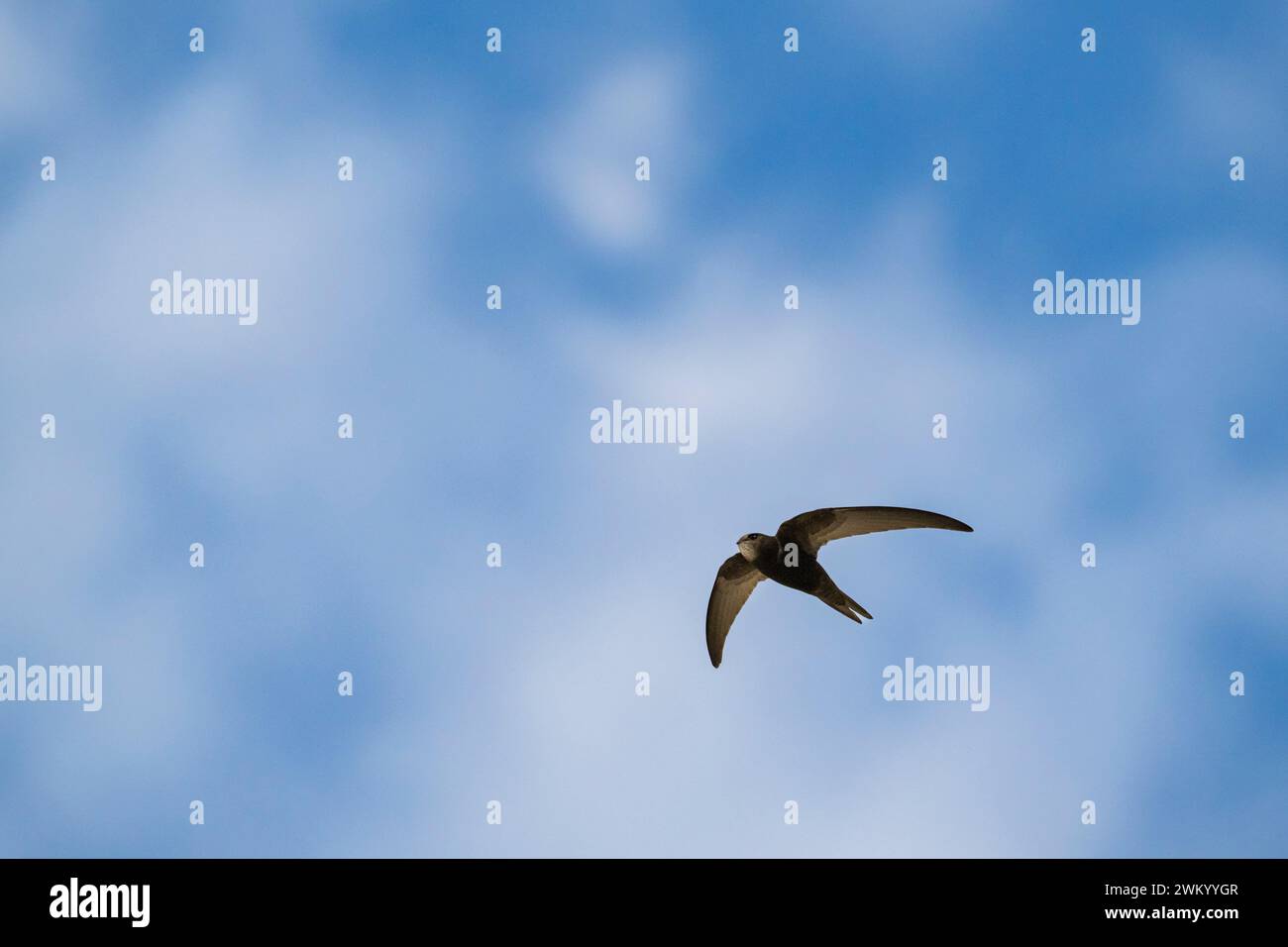 Black Swift (Apus apus) in flight, Paris, France Stock Photo - Alamy
