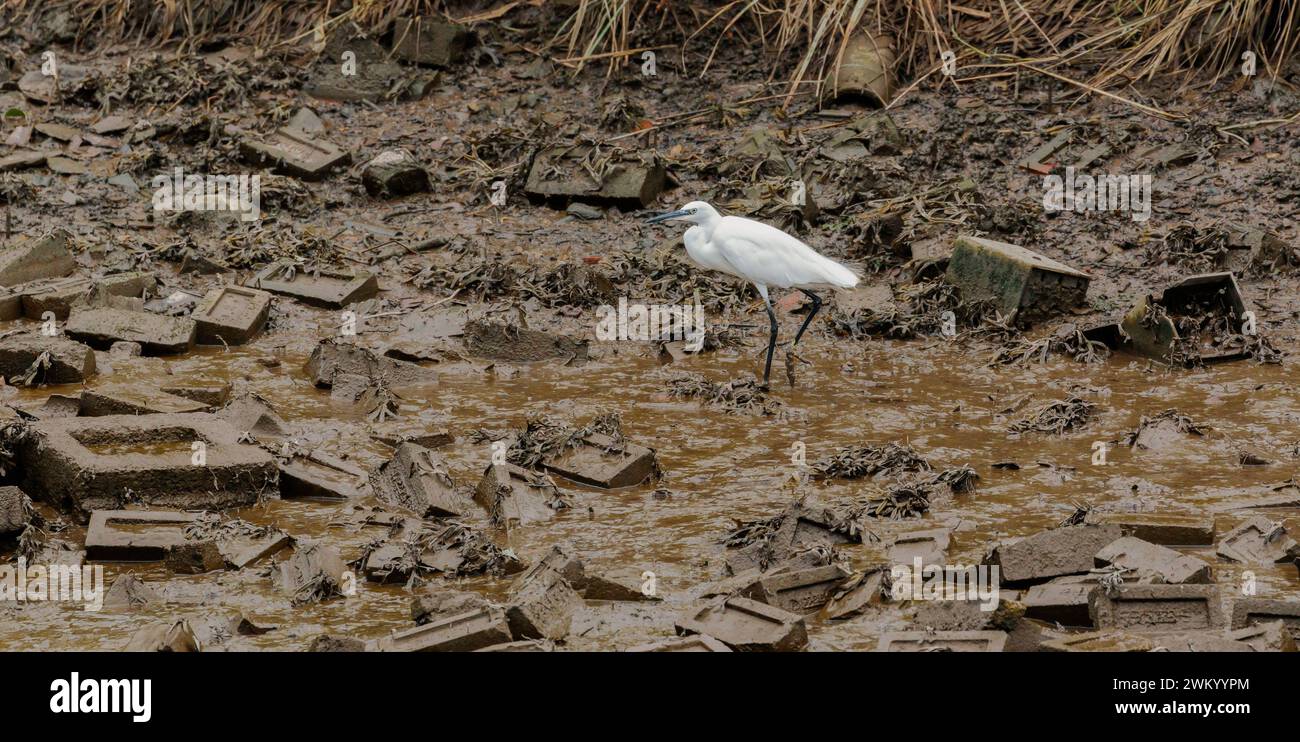 Bird in polluted waterway devoid of food with bricks and mud Stock Photo