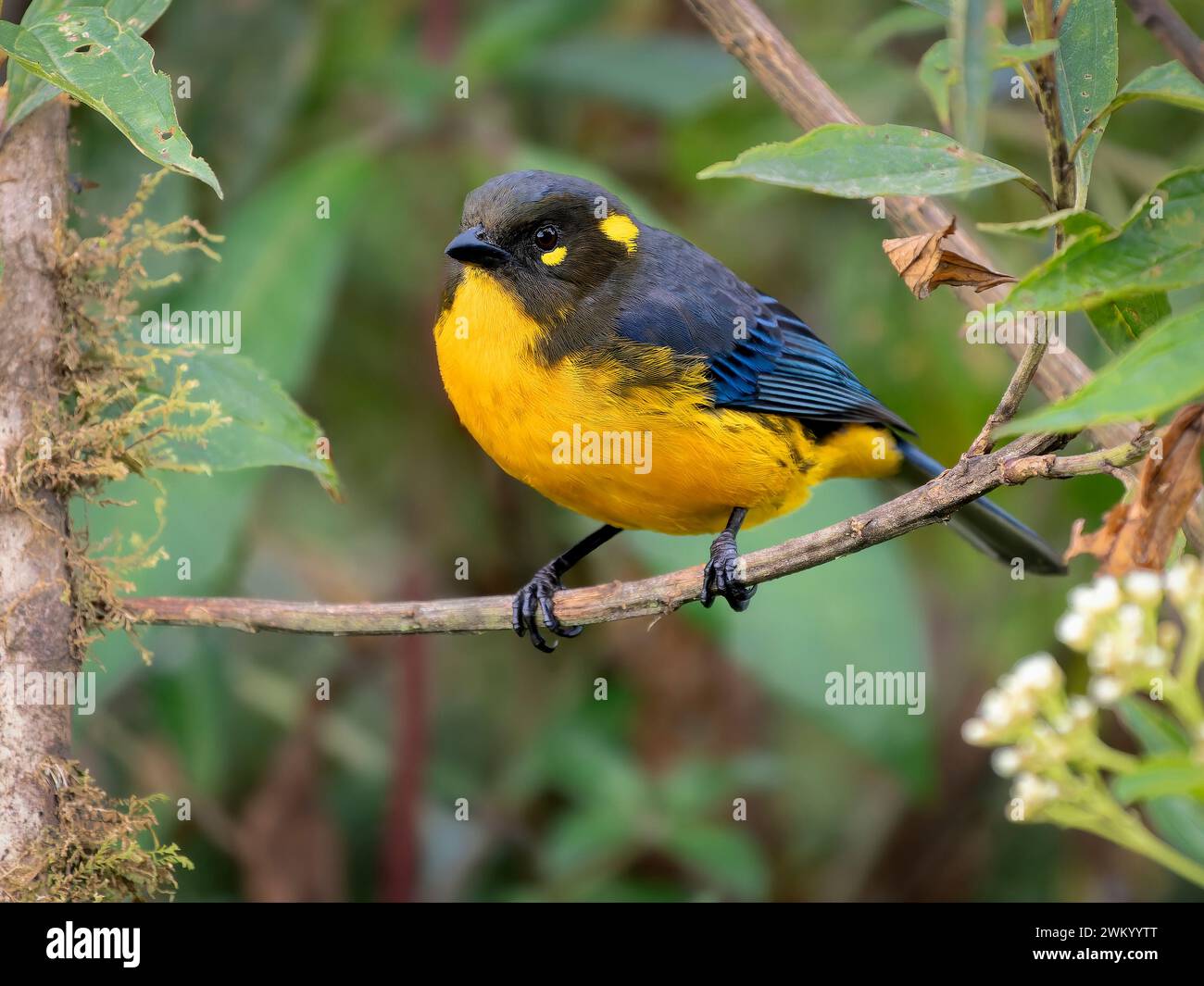 Lacrimose Mountain Tanager (Anisognathus lacrymosus), Colombia Stock ...