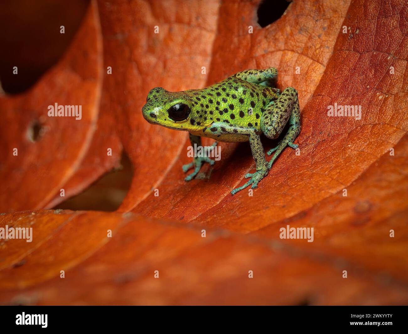Strawberry Poison-Frog (Oophaga pumilio), Bocas del Toro, Panama Stock ...