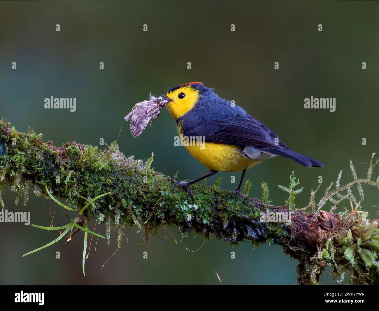 Collared Redstart (Myoborus torquatus) feeding on captured moth ...