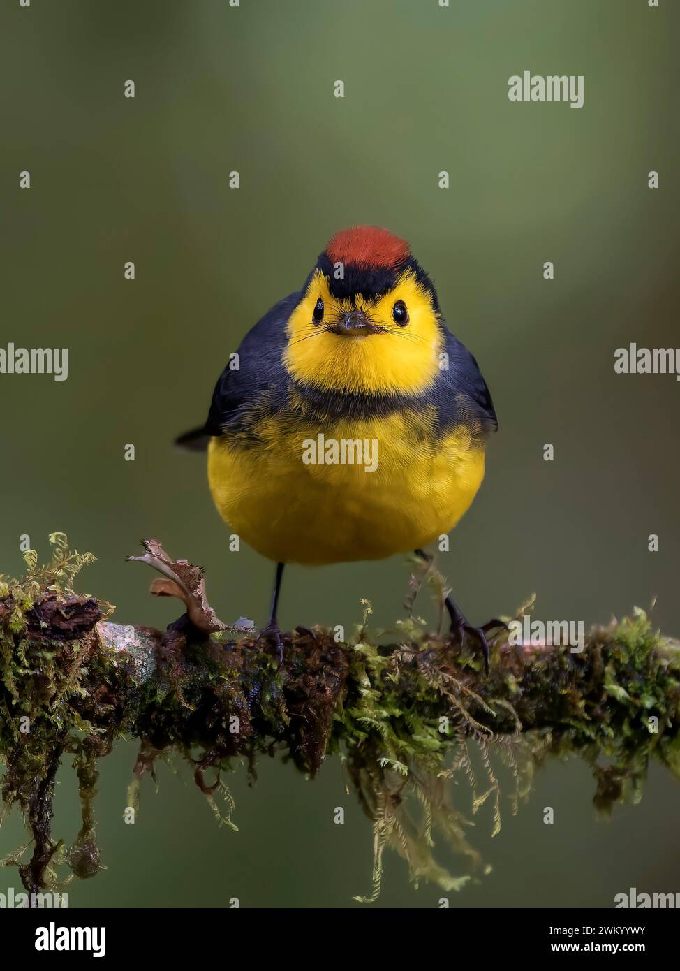 Collared Redstart (Myioborus torquatus) on a branch, Chiriqui Highlands ...