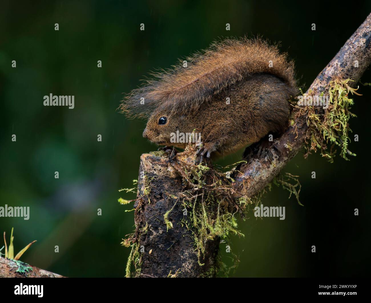 Bang's Mountain Squirrel (Syntheosciurus brochus), using tail as