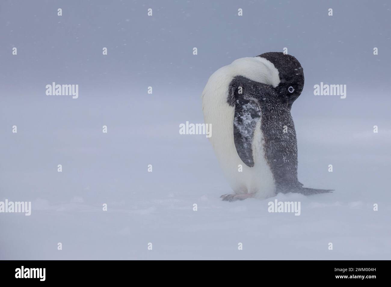 Adelie penguin (Pygoscelis adeliae) in a storm on the Ross Sea pack ice ...
