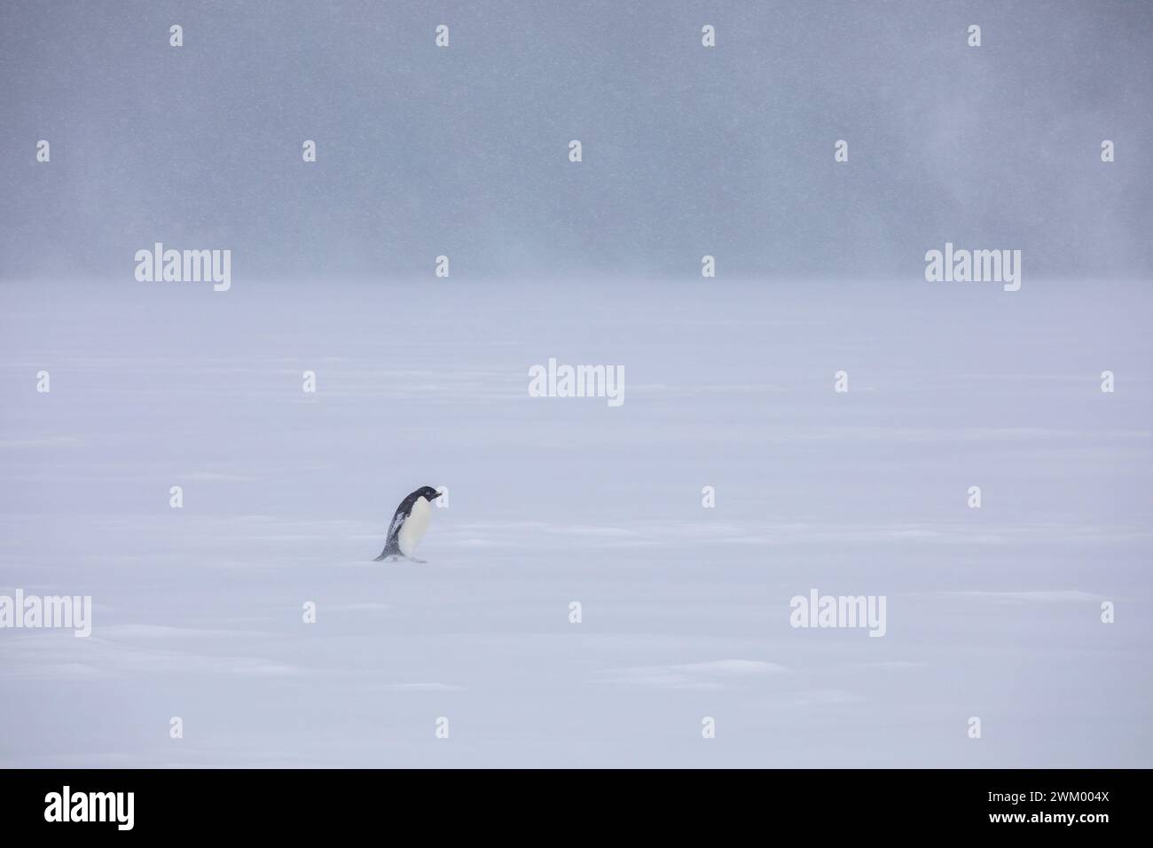 Adelie penguin (Pygoscelis adeliae) in a storm on the Ross Sea pack ice ...