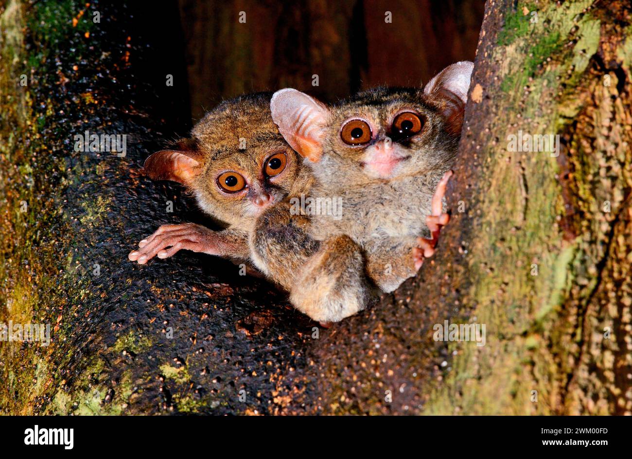Gursky s Spectral Tarsier Tarsius Spectrumgurskyae sp Nov M gursky-s-spectral-tarsier-tarsius-spectrumgurskyae-sp-nov-m