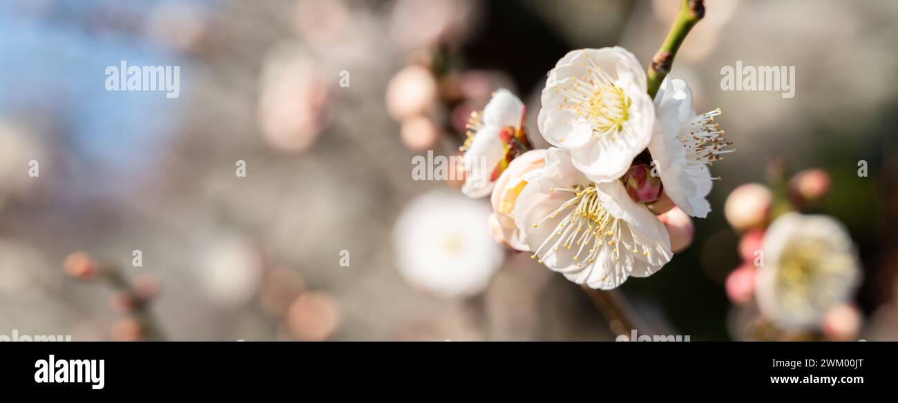 Beautiful white plum flower blossom in springtime with blue sky background. Stock Photo