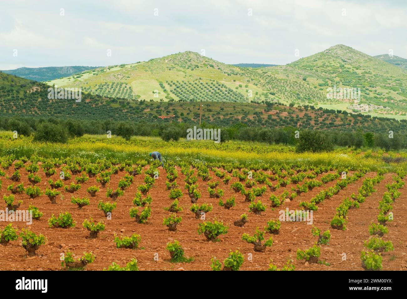 Vineyard. Ciudad Real province, Castilla La Mancha, Spain. Stock Photo