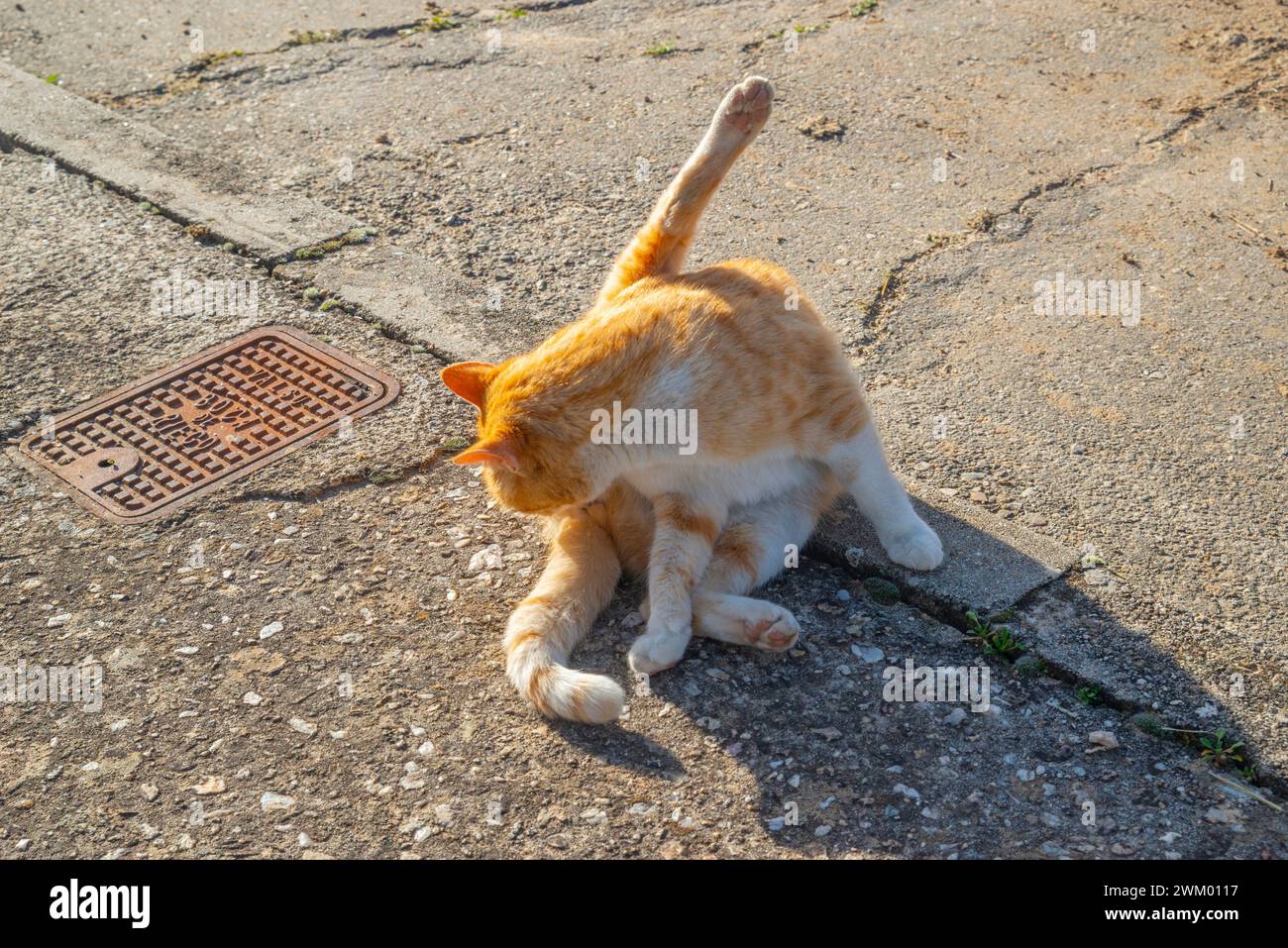 Tabby and white cat licking itself and sunbathing Stock Photo - Alamy