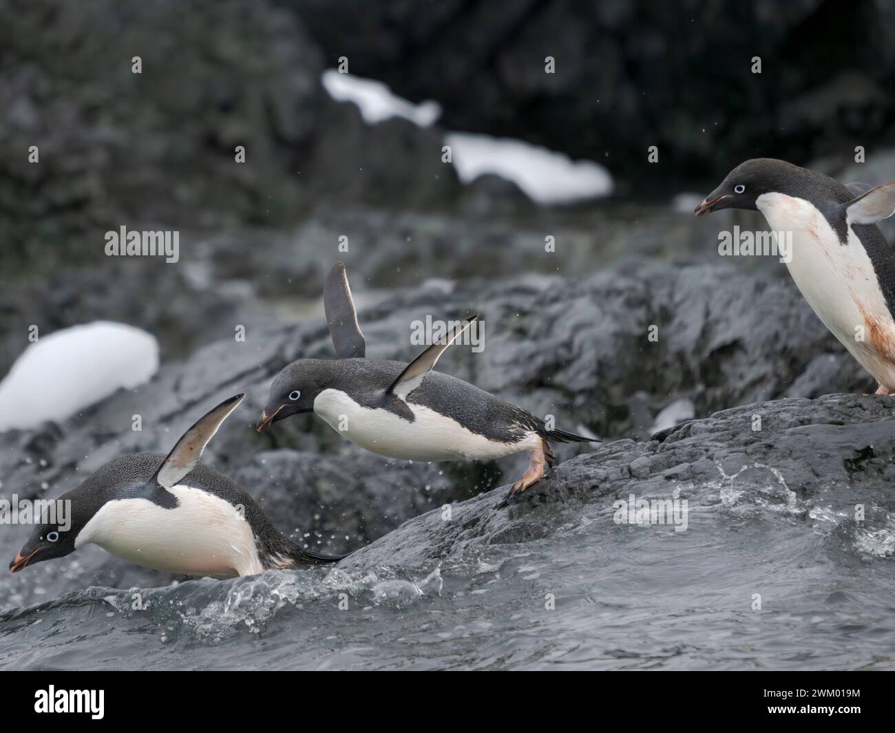 Group jumping into the sea. Adelie Penguin (Pygoscelis adeliae ...