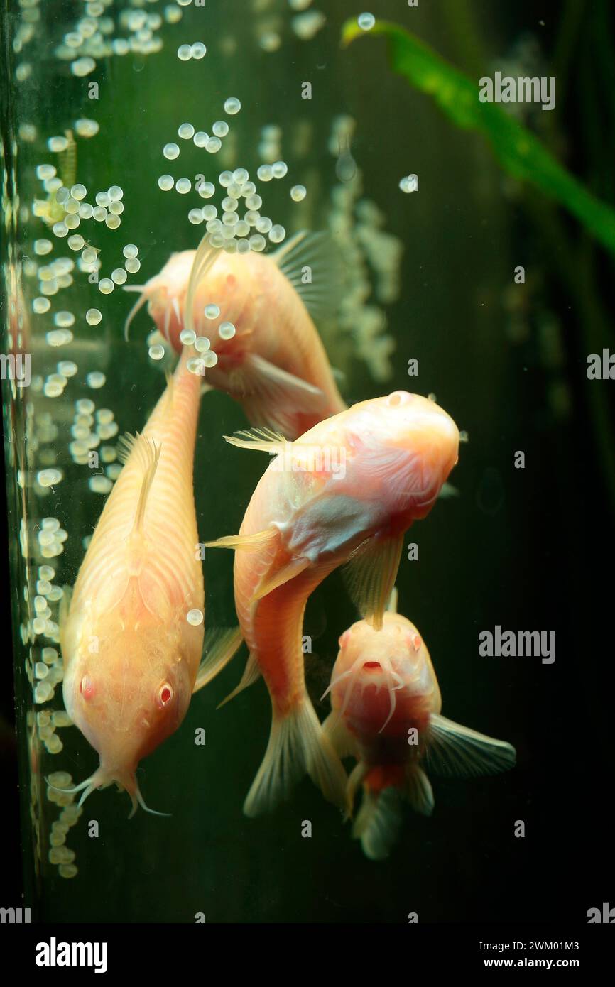 Bronze corydoras (Corydoras aeneus) Breeding group of corydoras Stock