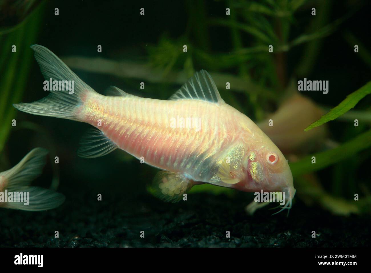 Corydoras bronze (Corydoras aeneus) Female corydoras carrying her eggs