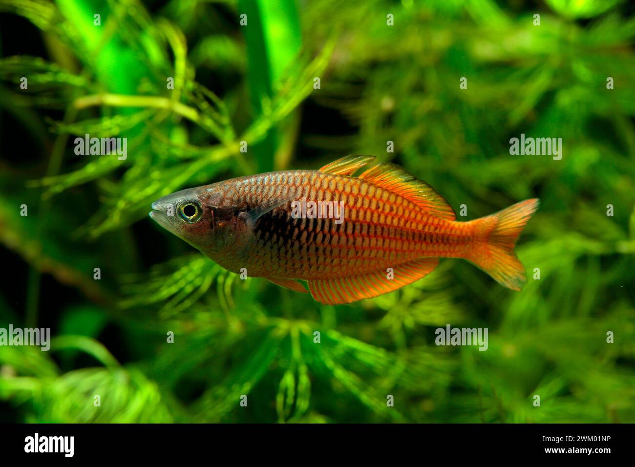 Dwarf rainbow fish (Melanotaenia parva) male in aquarium Stock Photo ...