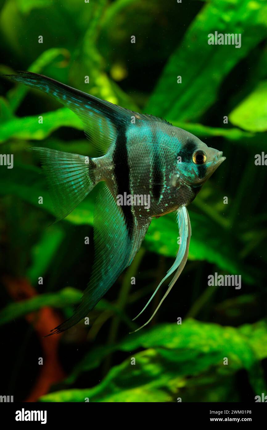 Freshwater angelfish (Pterophyllum scalare) in aquarium Stock Photo - Alamy