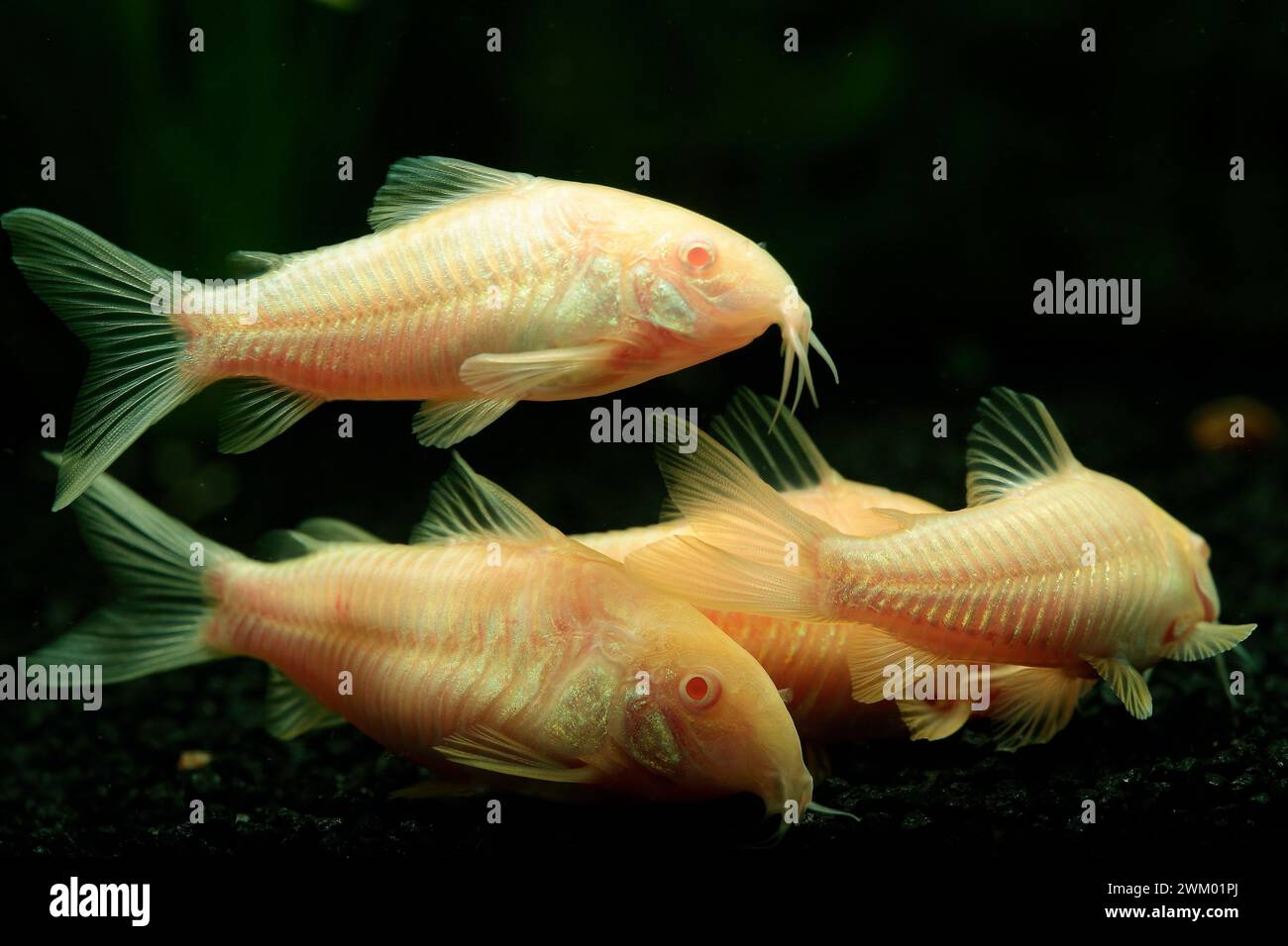 A group of albino bronze Corydoras (Corydoras aeneus) in an aquarium
