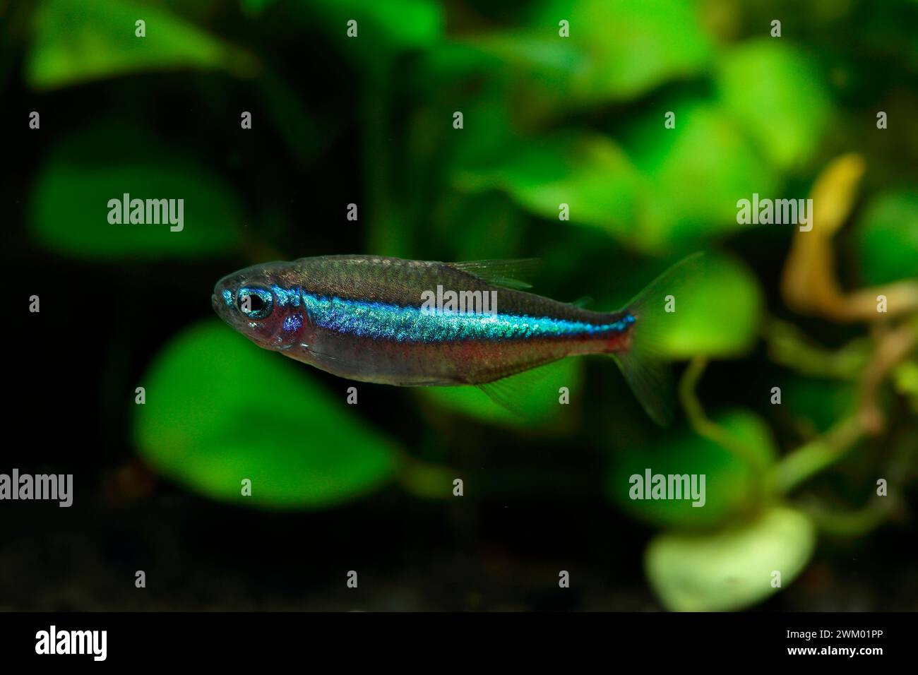 Green Neon Tetra Paracheirodon Simulans In Aquarium Stock Photo Alamy