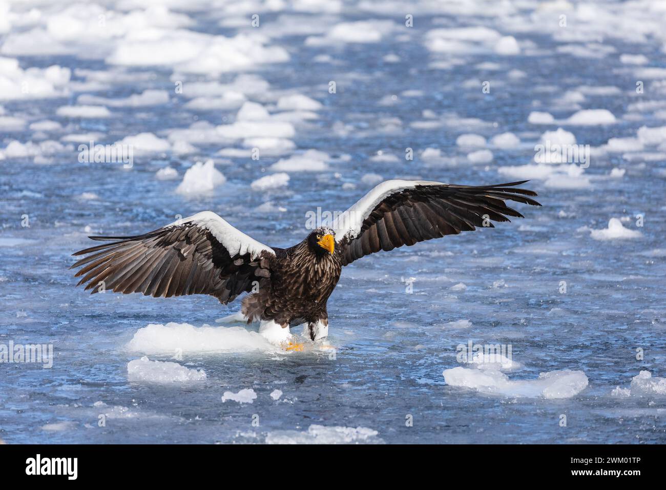 Rausu japon hi-res stock photography and images - Alamy