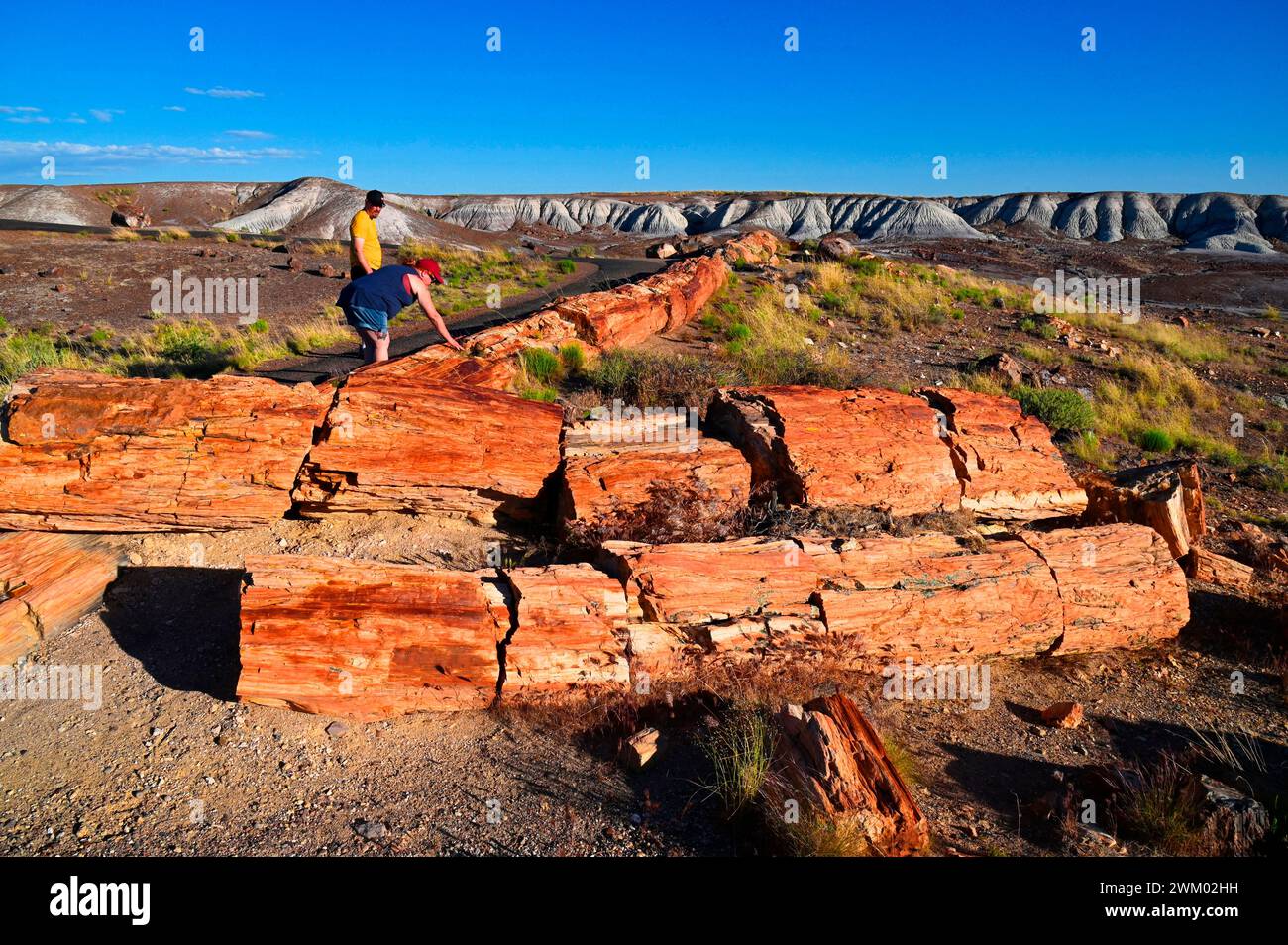 The Petrified Forest National Park is home to thousands of fossilized ...