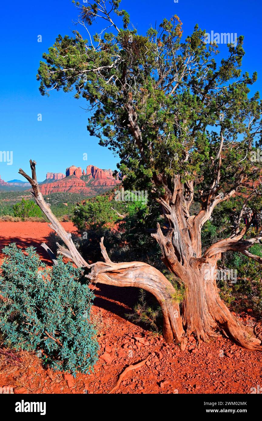 Thousandyearold Juniper trees growing on red sandstone rocks. Sedona. Arizona. USA Stock Photo