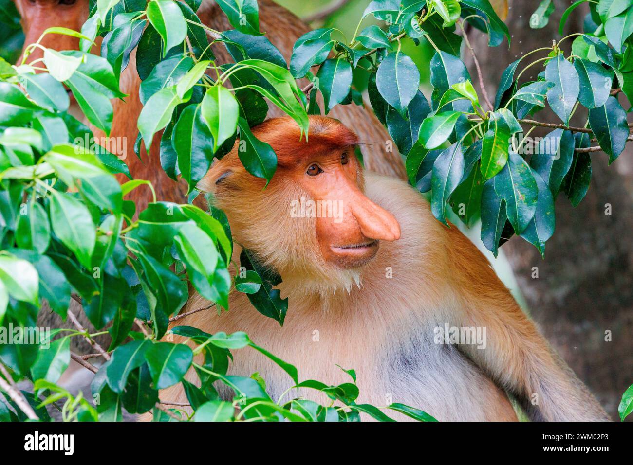 Proboscis monkey or long-nosed monkey (Nasalis larvatus), adult male ...
