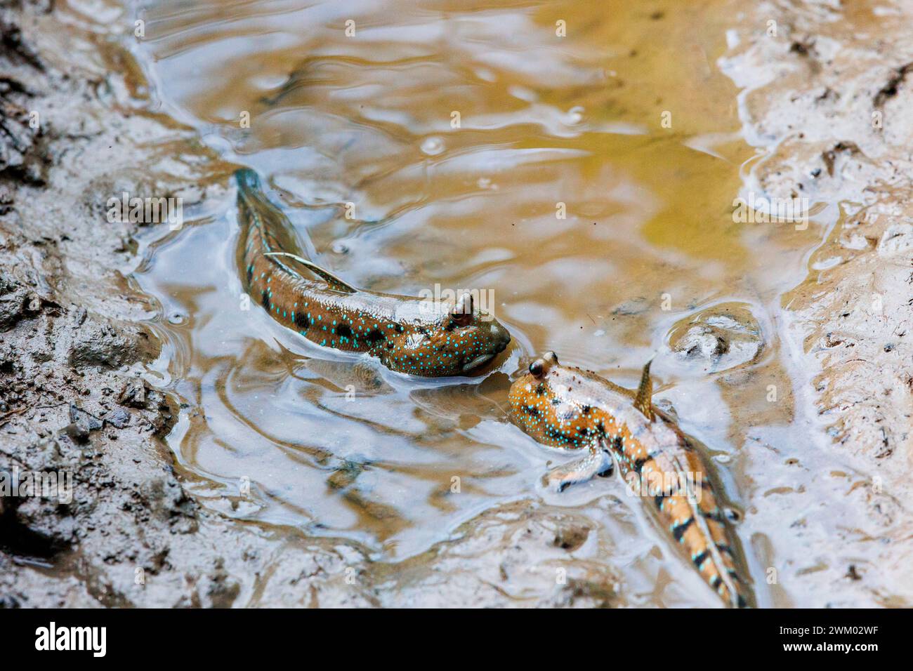 Blue-spotted Mudskipper or Boddart's goggle-eyed goby ( Boleophthalmus ...