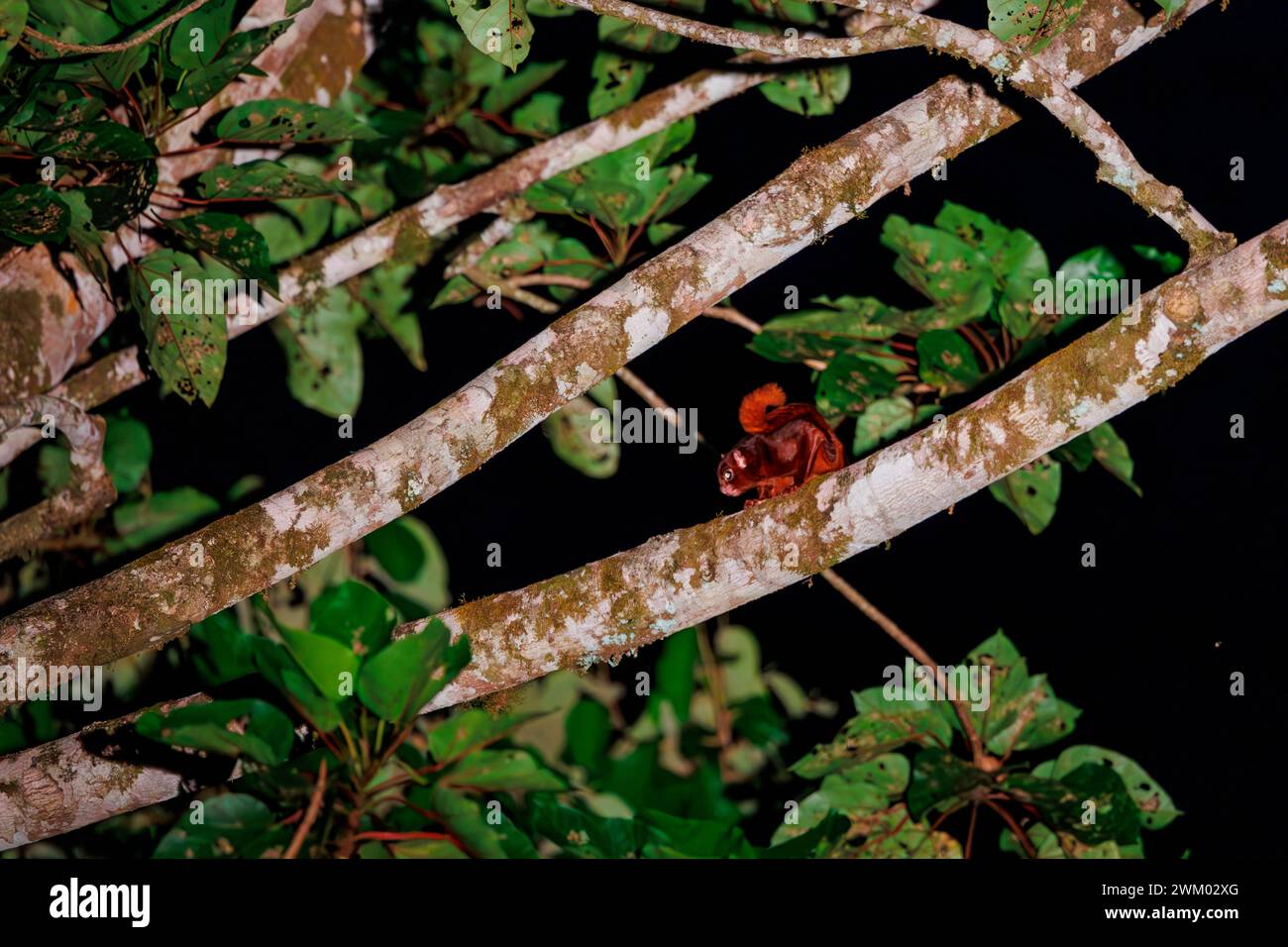 Thomas's flying squirrel (Aeromys thomasi) at night, in a tree