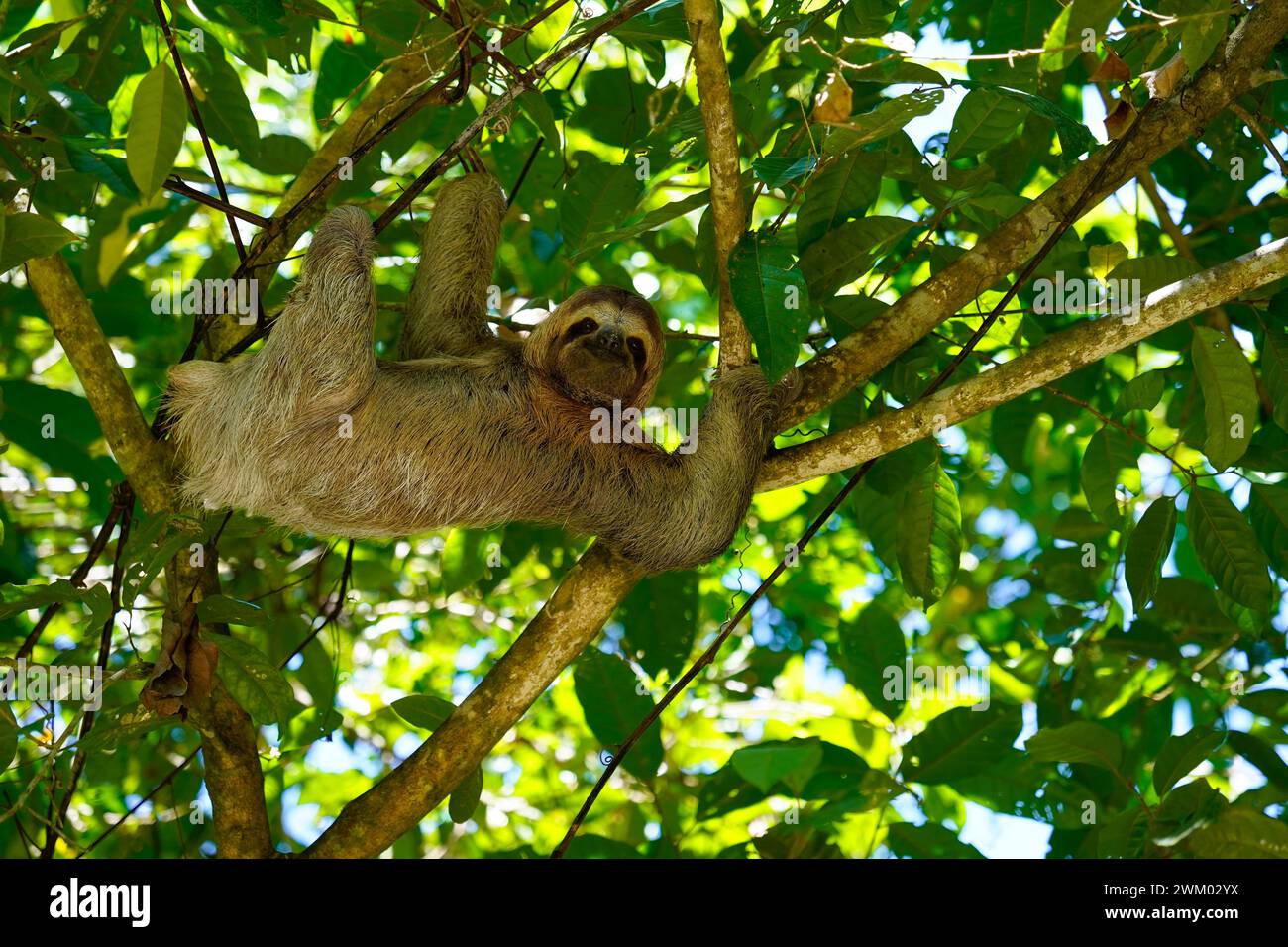 Young three toed sloth climbing in the tree, Manuel Antonio National