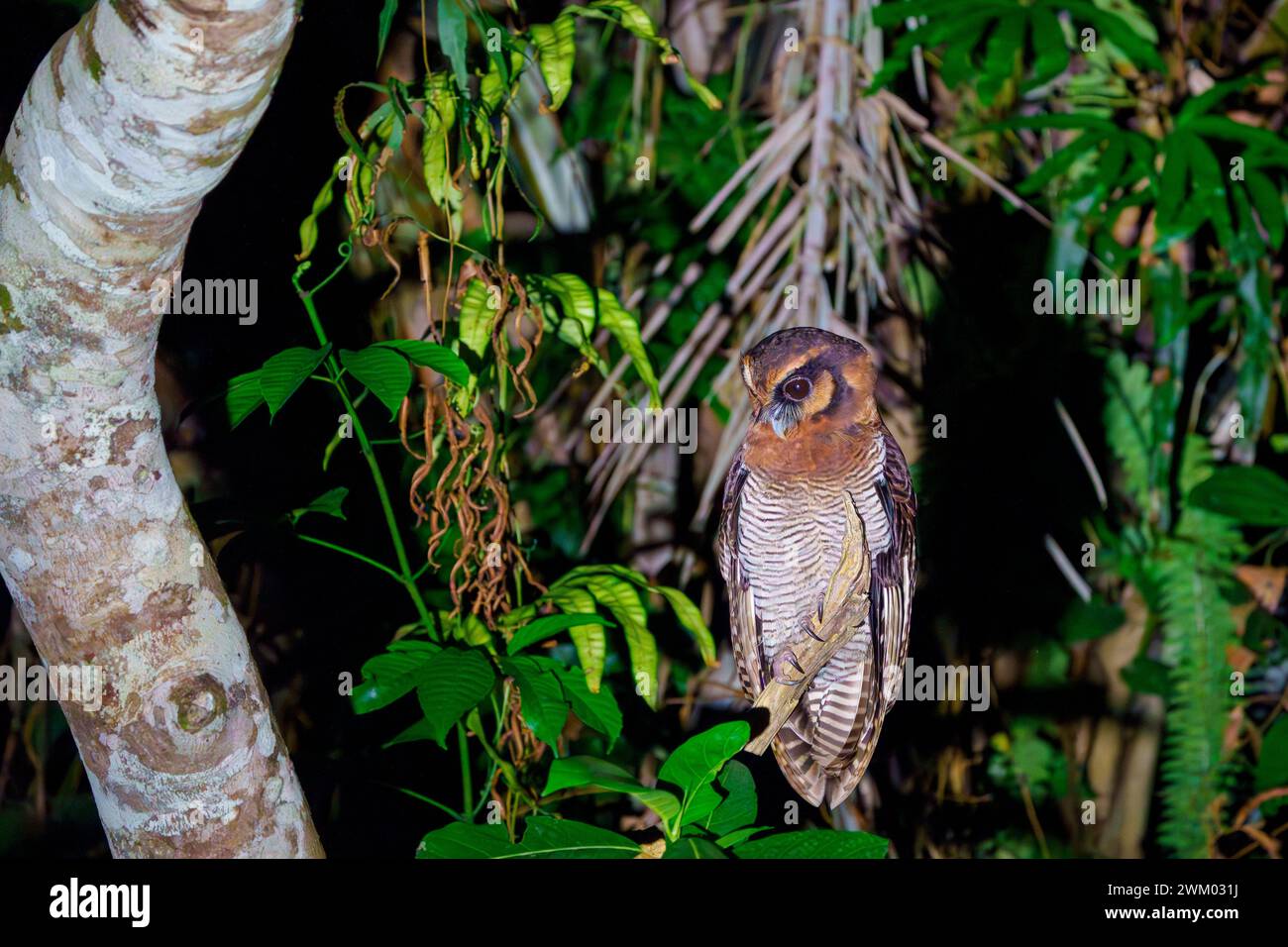 Brown wood owl (Strix leptogrammica), in the forest, Tabin Wildlife ...