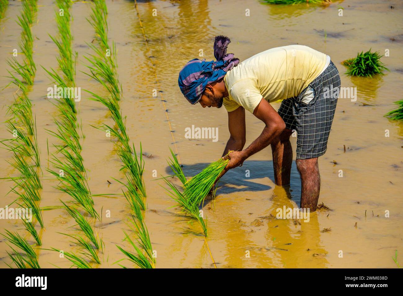 Indian farmers in the state of Odisha planting rice in a paddy field Stock Photo
