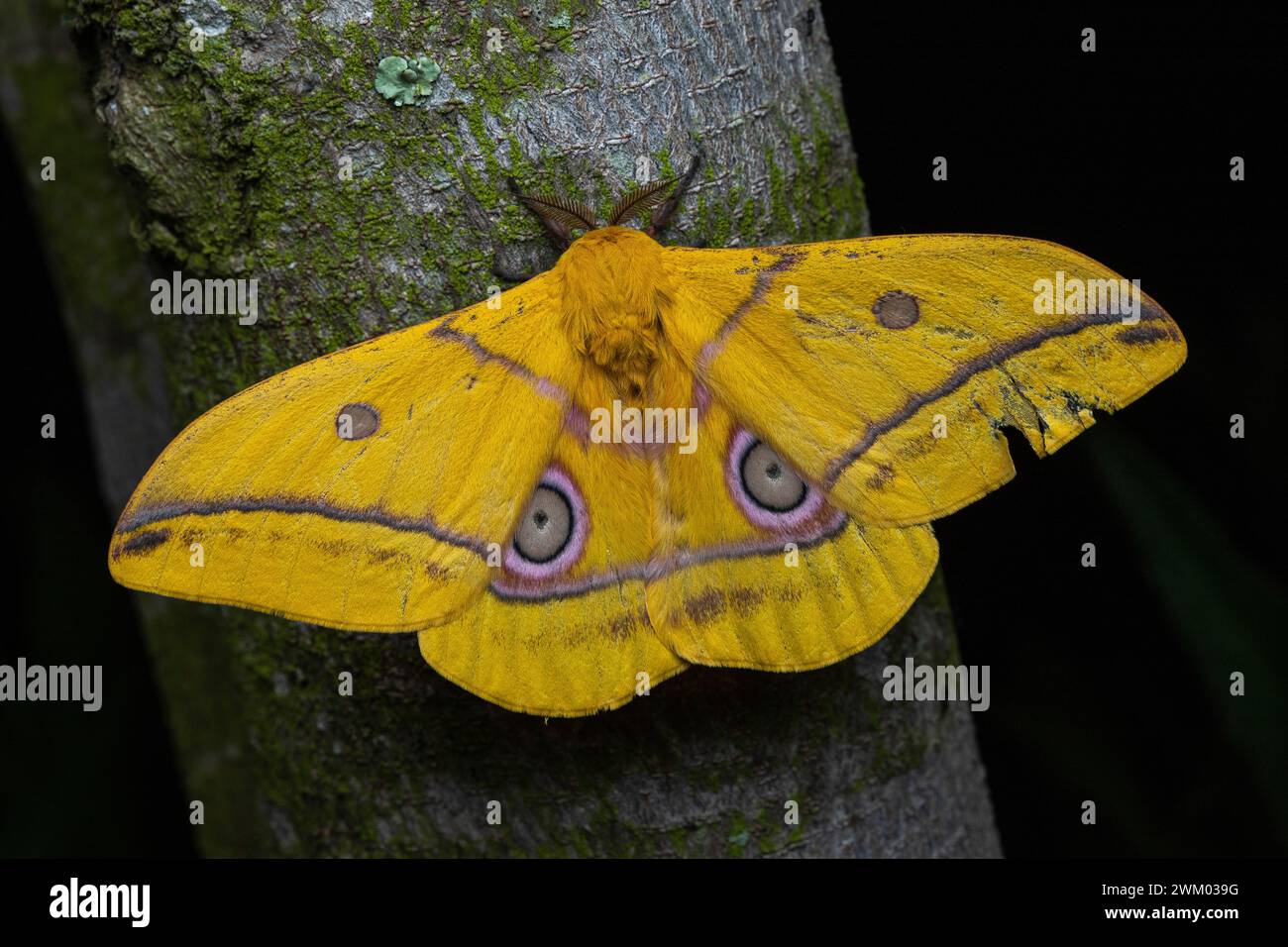 Saturniid moth (Nudaurelia petiveri), Mityana, Uganda Stock Photo - Alamy