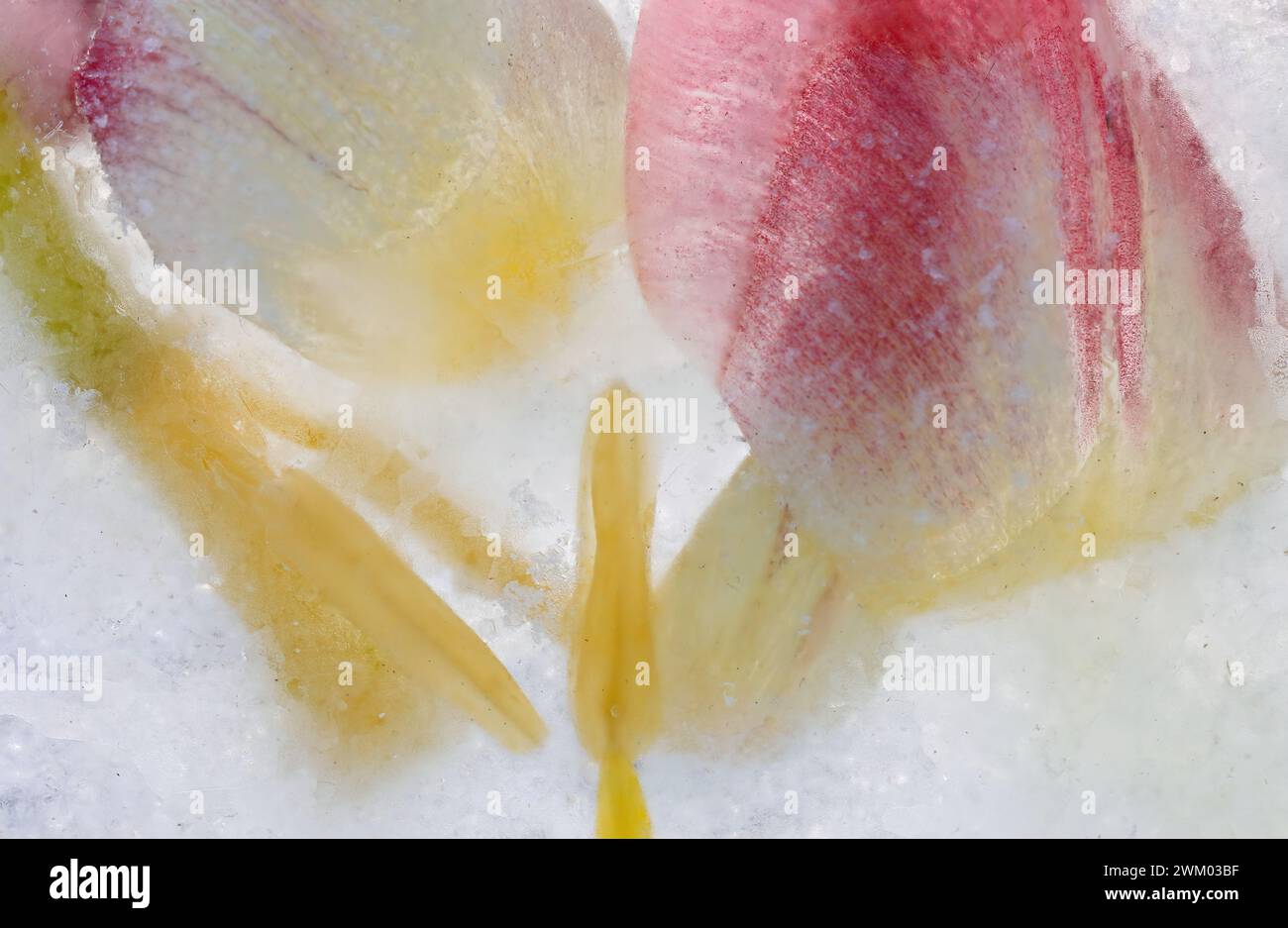 Tulip frozen with bubbles in ice Stock Photo