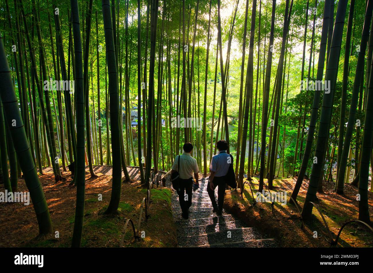 Bamboo garden, Kodaiji Temple, Gion, Kyoto, Japan Stock Photo