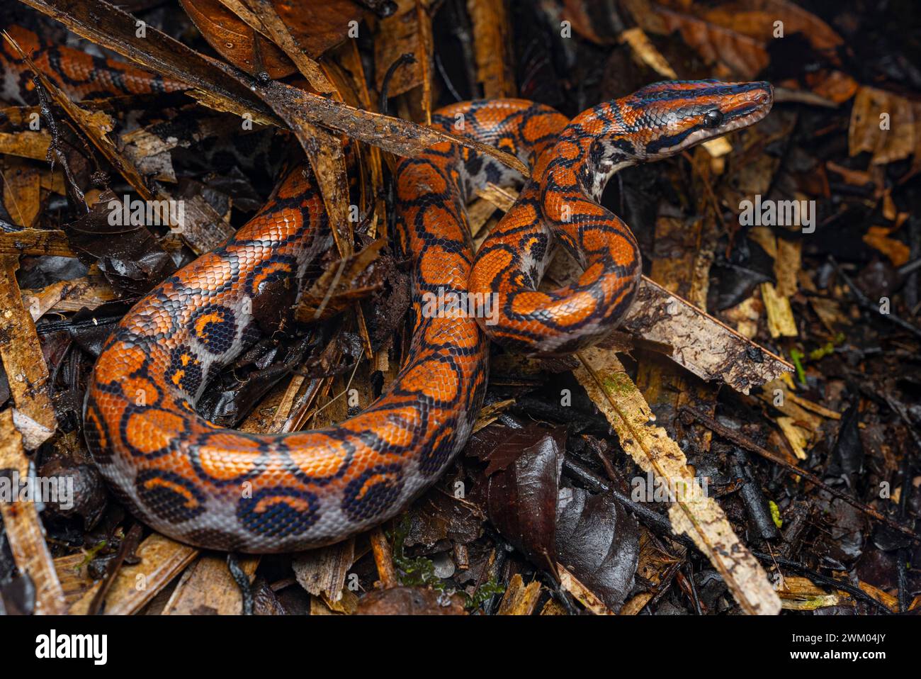 Rainbow boa (Epicrates cenchria) - Yasuni National Park, Ecuador Stock ...