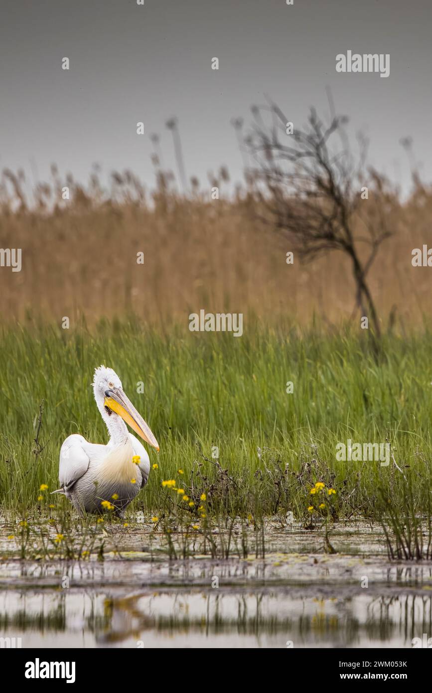 Dalmatian pelican (Pelecanus crispus), Danube delta, Romania Stock