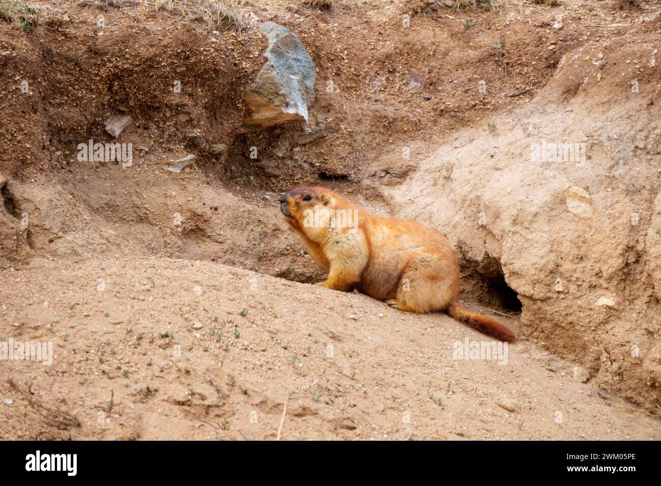 Tarbagan marmot (Marmota sibirica), near by his burrow, Hustai National ...