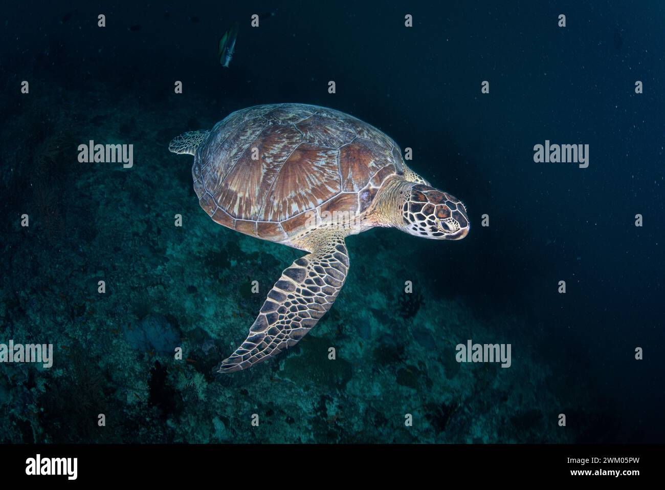 Green sea turtle (Chelonia mydas), Maldives, Indian Ocean Stock Photo ...