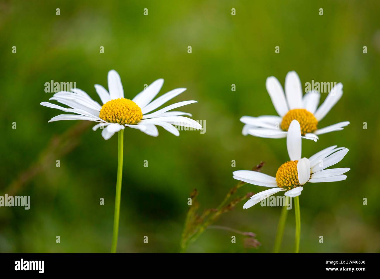Wild flowers on a meadow Stock Photo